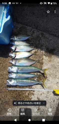 マサバの釣果