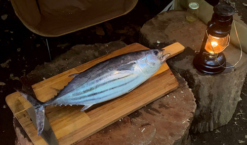 カツオの釣果