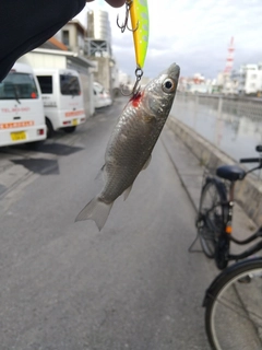 ボラの釣果