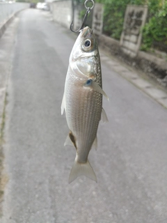 ボラの釣果