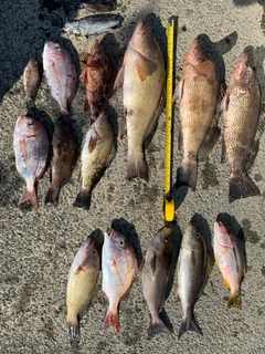 オオモンハタの釣果