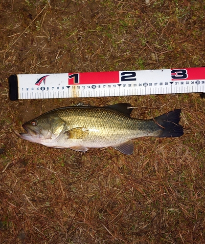 ブラックバスの釣果