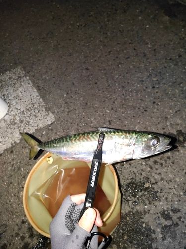 サバの釣果