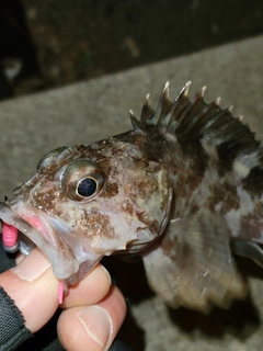 ガシラの釣果