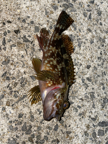 アラカブの釣果