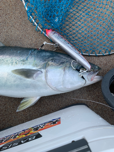 ブリの釣果