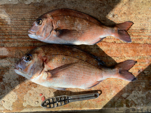 マダイの釣果