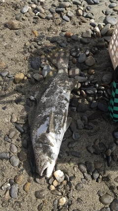 ニベの釣果