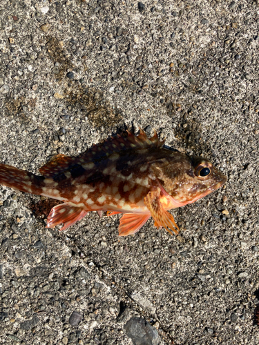 カサゴの釣果