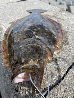 ヒラメの釣果