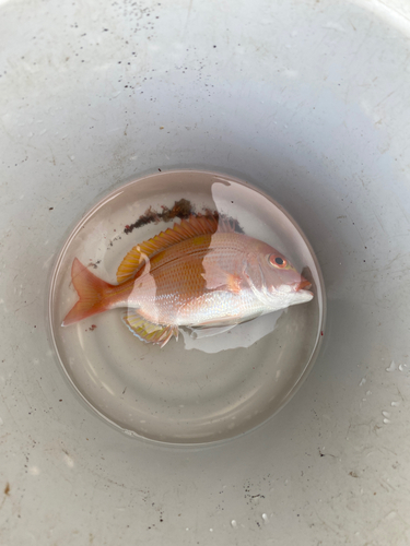 レンコダイの釣果