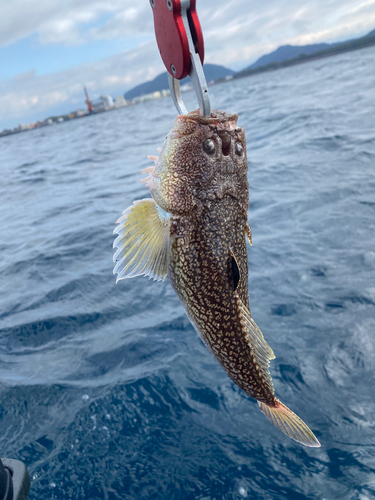 ミシマオコゼの釣果