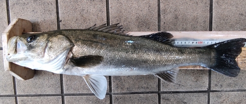 ハネ（マルスズキ）の釣果