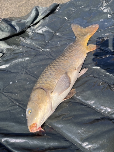 コイの釣果