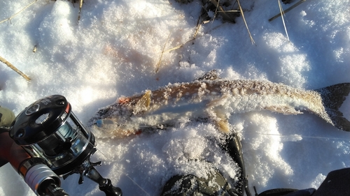 アメマスの釣果