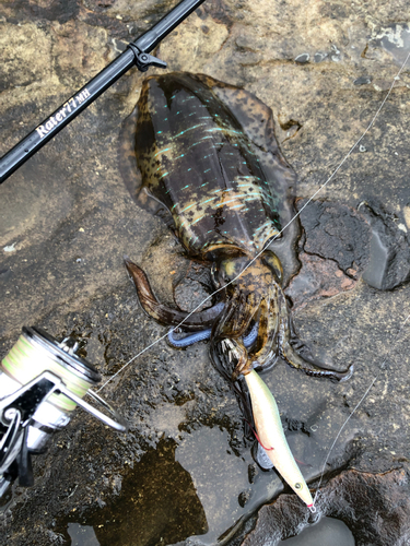 アオリイカの釣果