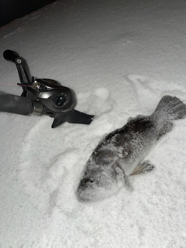 クロソイの釣果