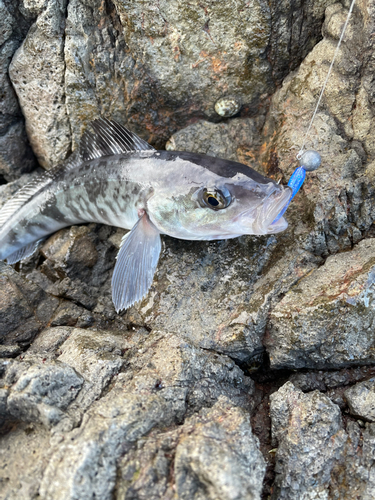 ホッケの釣果