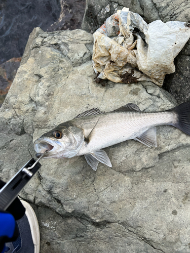 セイゴ（マルスズキ）の釣果