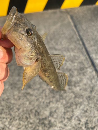 ハゼの釣果