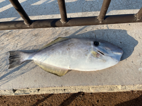 ウスバハギの釣果