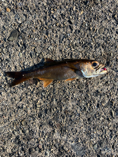 ムツの釣果