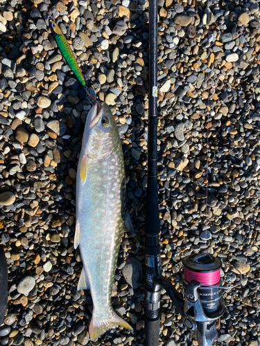 アメマスの釣果