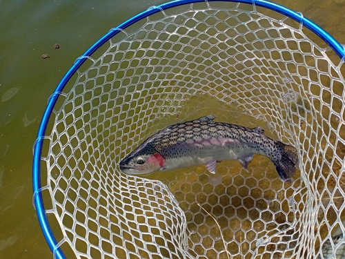 レインボートラウトの釣果