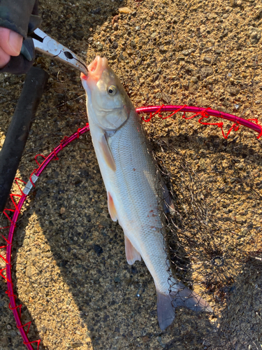 マルタウグイの釣果