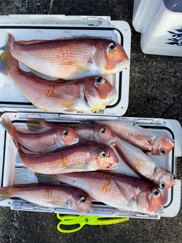 アマダイの釣果