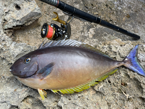 テングハギモドキの釣果