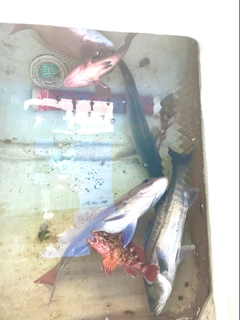 マダイの釣果