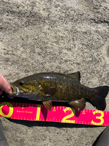 スモールマウスバスの釣果