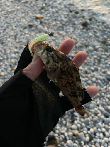 タケノコメバルの釣果