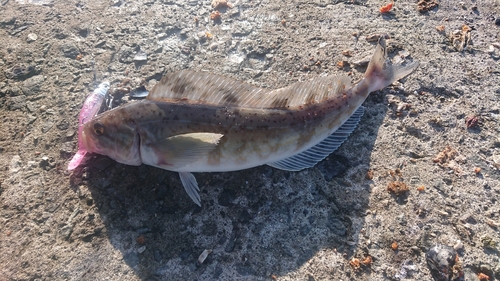 ホッケの釣果