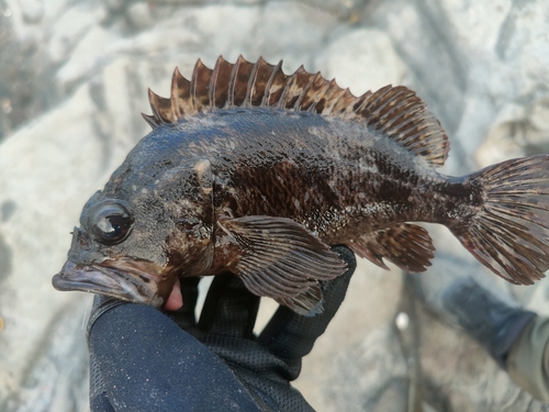 ムラソイの釣果