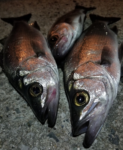 シーバスの釣果