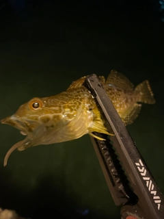 ハゼの釣果