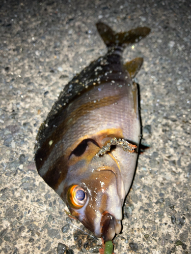 タカノハダイの釣果