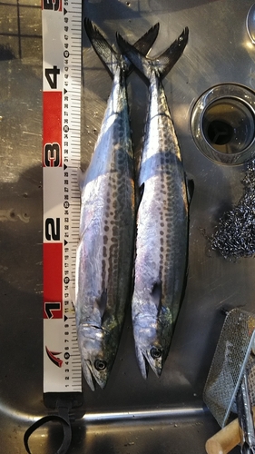 サゴシの釣果