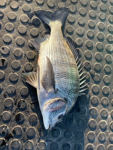 クロダイの釣果