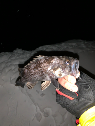 クロソイの釣果