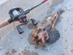 オニカジカの釣果