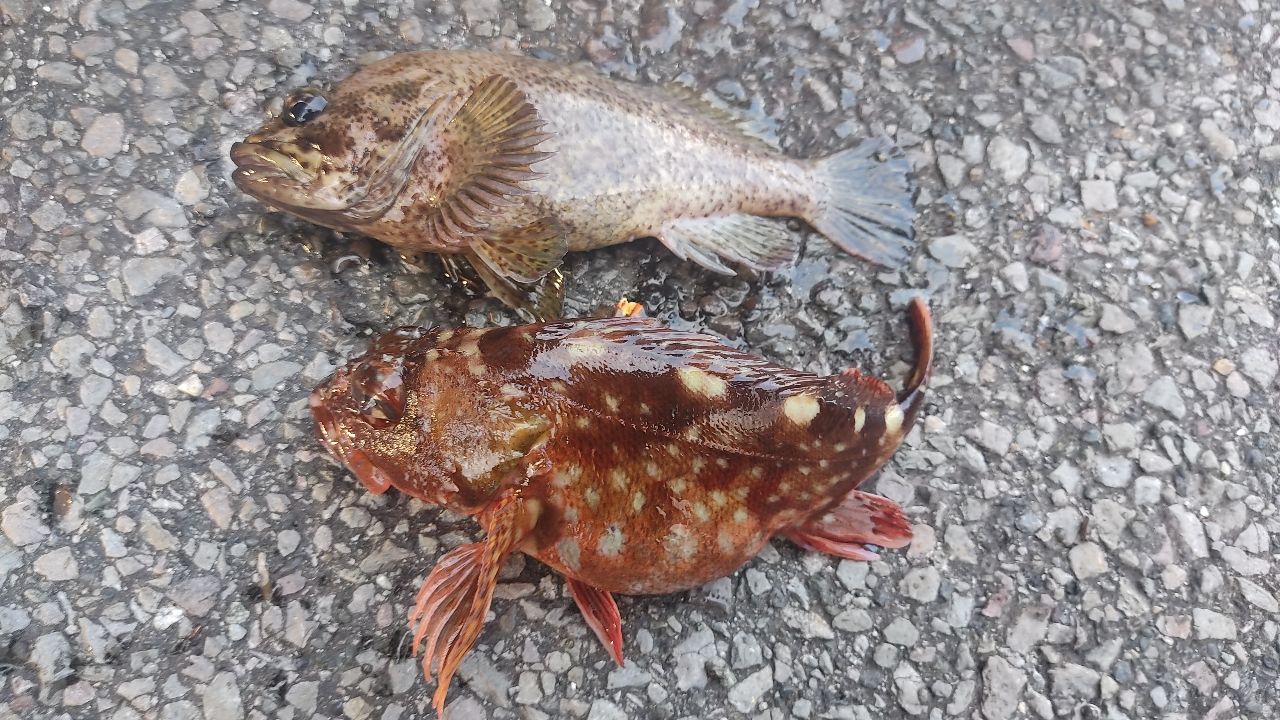 カサゴ