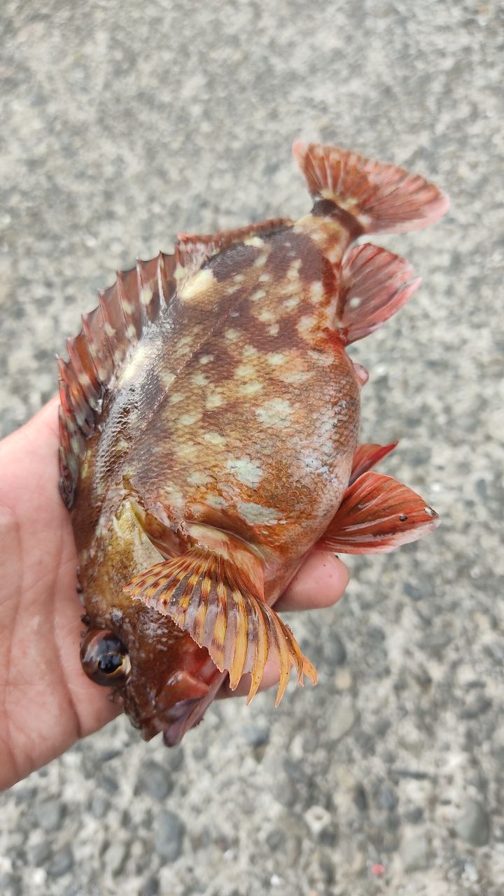 カサゴ