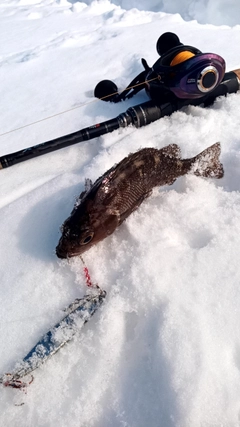 エゾメバルの釣果