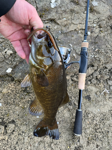 スモールマウスバスの釣果