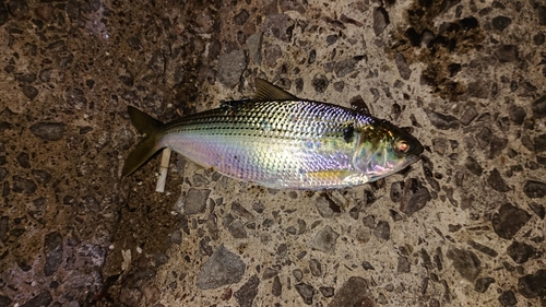 コノシロの釣果