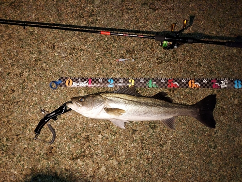 シーバスの釣果