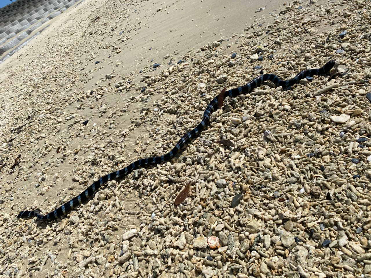 ウミヘビ